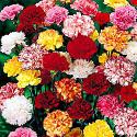 Mixed  Carnations (plant carefully, toxic to pets)