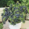 Patio Blueberry Bush
