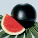 Watermelon Everglade Hybrid