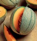 Melon French Orange Hybrid