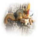 Squirrel Picnic Table 