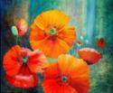 Poppy garden flower painting by Christine Derrick