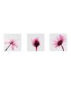 Pink Flower X-Ray Wall Art Set Of 3