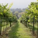 Vineyard Tour and Wine Tasting for Two