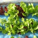 Seedbed Roll (Summer Salad)