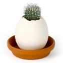 Egglings (Cactus)