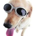 Doggles (ILS Large Champagne)
