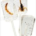 Insectilix Lolly (3 pack (Scorpion/Worm/Ant))