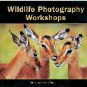 Wildlife Photography Workshops